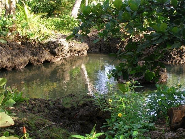 Piscina Natural On The Sea Cahuita Exterior foto